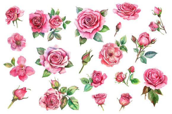 Antique Roses Watercolor Illustration Gráfico Ilustraciones Imprimibles Por Nayem Khan