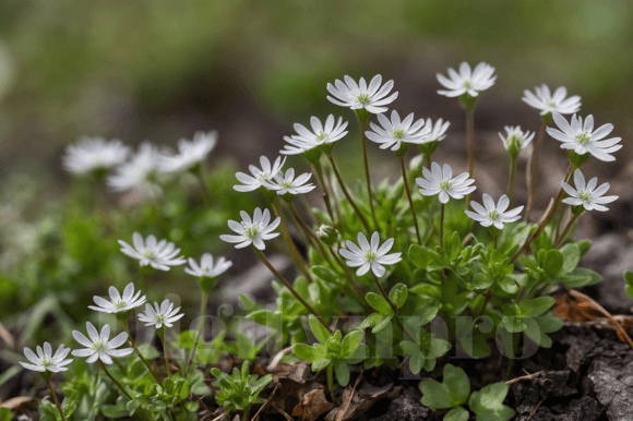 Arctic Mouseear Chickweed Graphic Nature By Digitynpro