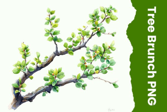 Watercolor Tree Branch Png Graphic Illustrations By Tawsif's Creation