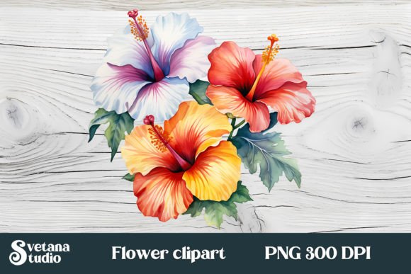 Hibiscus Flower Clipart PNG Grafika Ilustracje do Druku Przez Svetlanakrasdesign