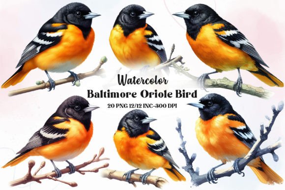 Watercolor Baltimore Oriole Bird Clipart Gráfico Ilustrações para Impressão Por RevolutionCraft