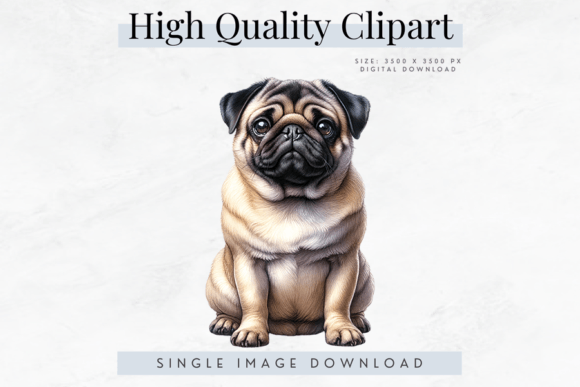 High Quality Pug Dog Clipart Graphic AI Transparent PNGs By Bijou Bay