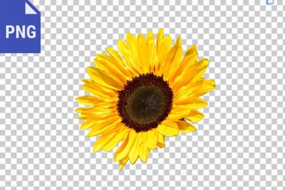 Sunflower Isolated Image, Sunflower PNG. Gráfico Geradores de Cena Por Jada Boutique Design