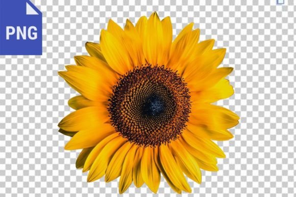 Sunflower Isolated Image, Sunflower PNG. Graphic Scene Generators By Jada Boutique Design