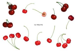Vintage Red Cherry Botanical Clip Art Graphic Illustrations By Olga Begak Art & Design 2