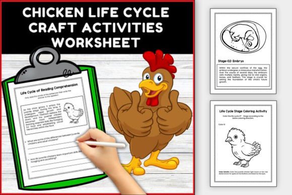 Chicken Life Cycle Worksheet for Kids Graphic Teaching Materials By Unique Source