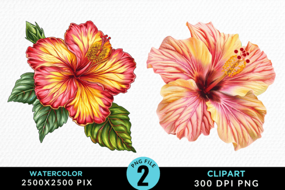 Watercolor Hibiscus Flowers Clipart PNG Graphic Illustrations By Regulrcrative