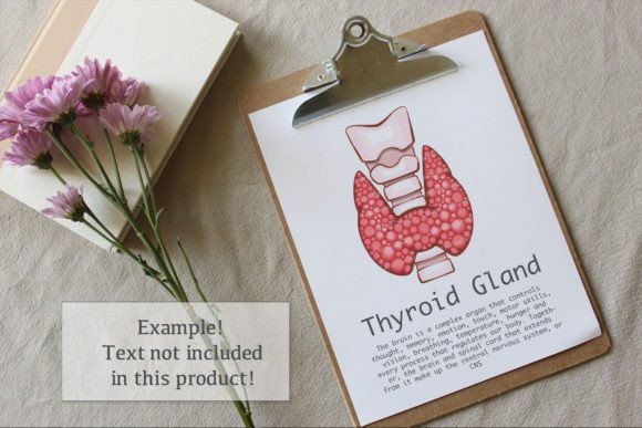 Thyroid Gland Illustration Gráfico Ilustrações para Impressão Por CaraulanDesign