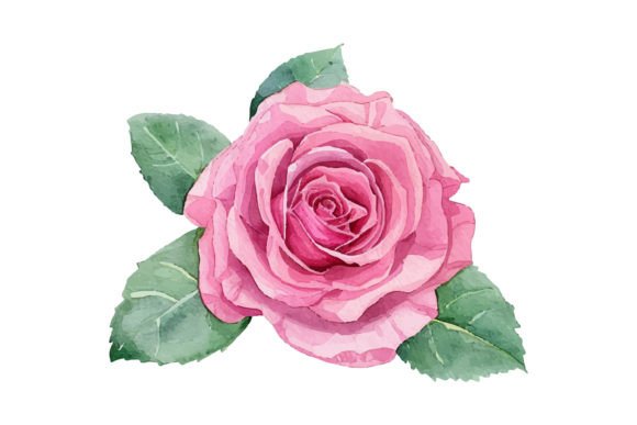 Watercolor Pink Rose Flower Illustration Illustrations Imprimables Par Nayem Khan