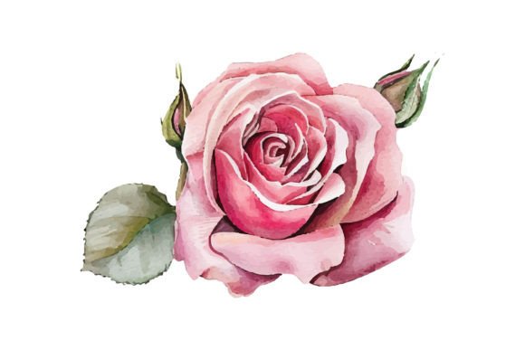 Watercolor Rose Flower Graphic Illustrations By Nayem Khan