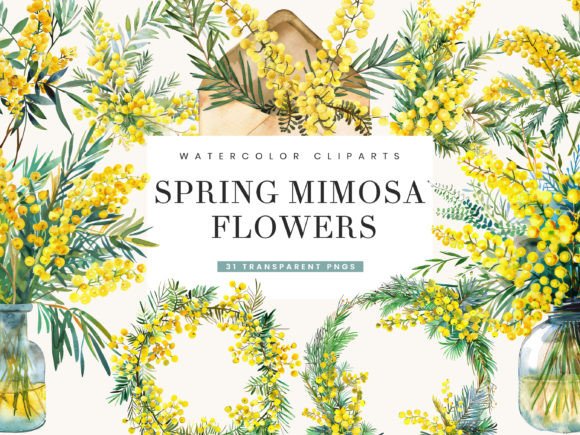 Watercolor Spring Mimosa Flowers Clipart Graphic Illustrations By busydaydesign