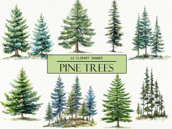 Watercolor Pine Trees Clipart Gráfico PNG transparentes AI Por Digital Attic Studio