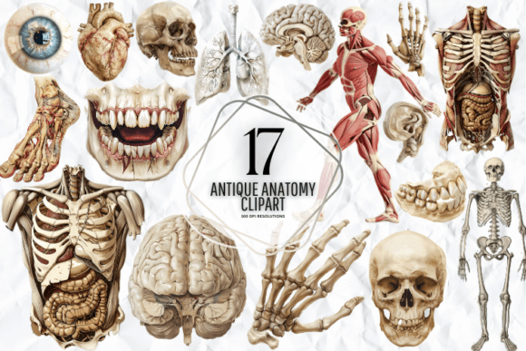 Antique Anatomy Clipart Graphic Illustrations By Markicha Art
