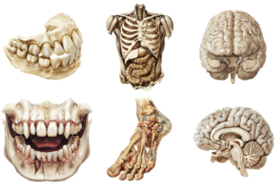 Antique Anatomy Clipart Graphic Illustrations By Markicha Art 2