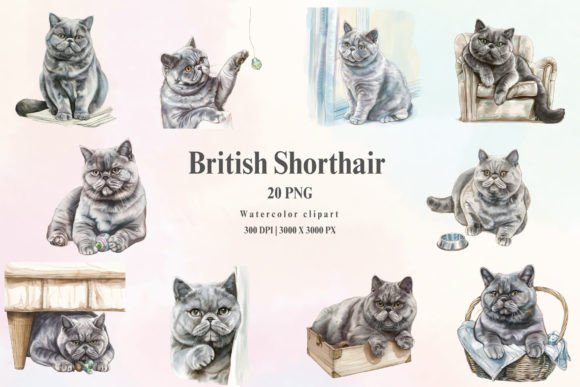 Watercolor British Shorthair Cat Clipart Graphic Graphic Templates By piyawat.ysr