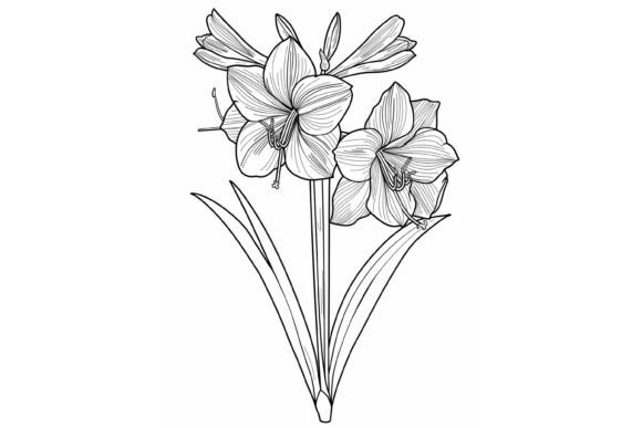 Amaryllis Flower Coloring Page Grafica Pagine e libri da colorare per adulti Di Forhadx5