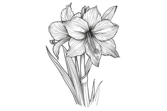 Amaryllis Flower Coloring Page Graphic Coloring Pages & Books Adults By Forhadx5
