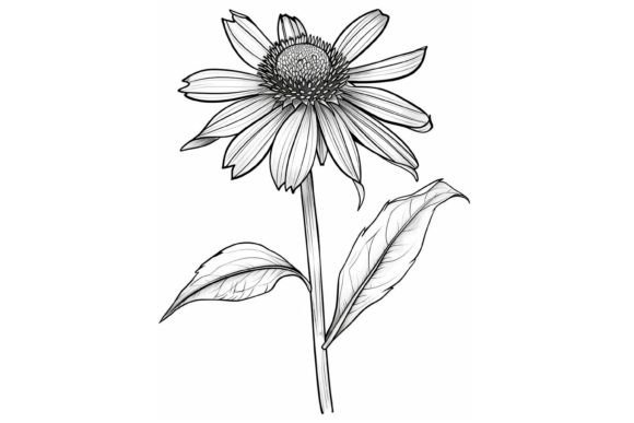 Coneflower Flower Coloring Page Graphic Coloring Pages & Books Adults By Forhadx5