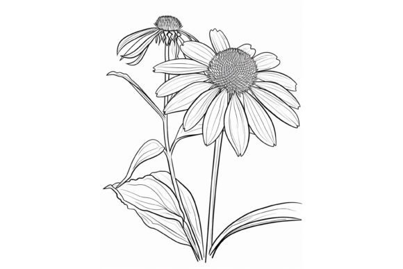 Coneflower Flower Coloring Page Graphic Coloring Pages & Books Adults By Forhadx5