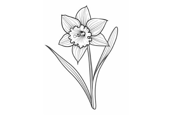 Daffodil Flower Coloring Page Graphic Coloring Pages & Books Adults By Forhadx5