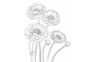 Ranunculus Flower Coloring Page Graphic Coloring Pages & Books Adults By Forhadx5