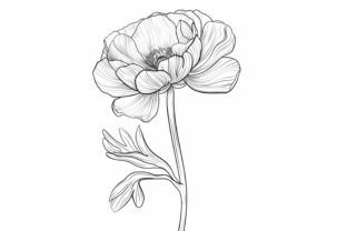 Ranunculus Flower Coloring Page Afbeelding Kleurplaten & Kleurboeken voor Volwassenen Door Forhadx5