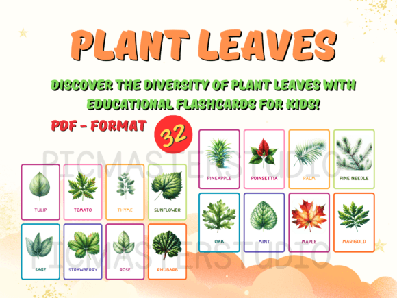 Plant Leaves Flashcards for Kids Grafica K Di Picmaster Studio