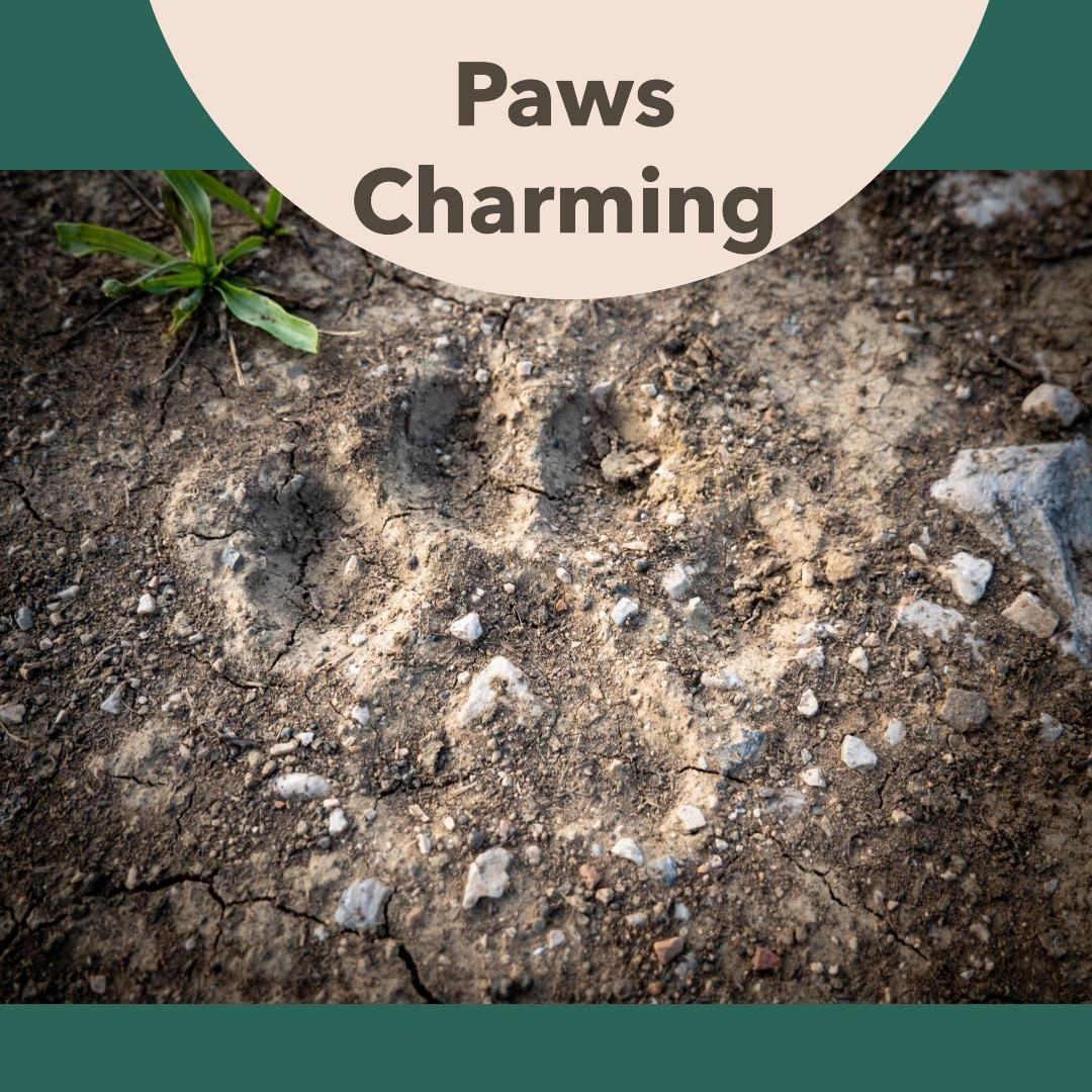 Paws Charming's profile picture